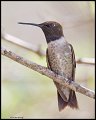 _4SB6208 black-chinned hummingbird